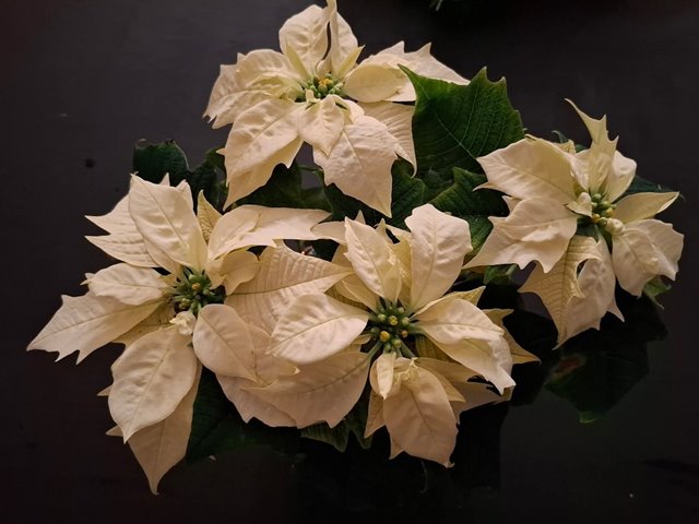 Søndag 7. desember Kl. 11.00: GUDSTJENESTE