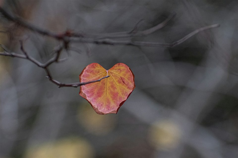 Åpen kirke og Ord for dagen