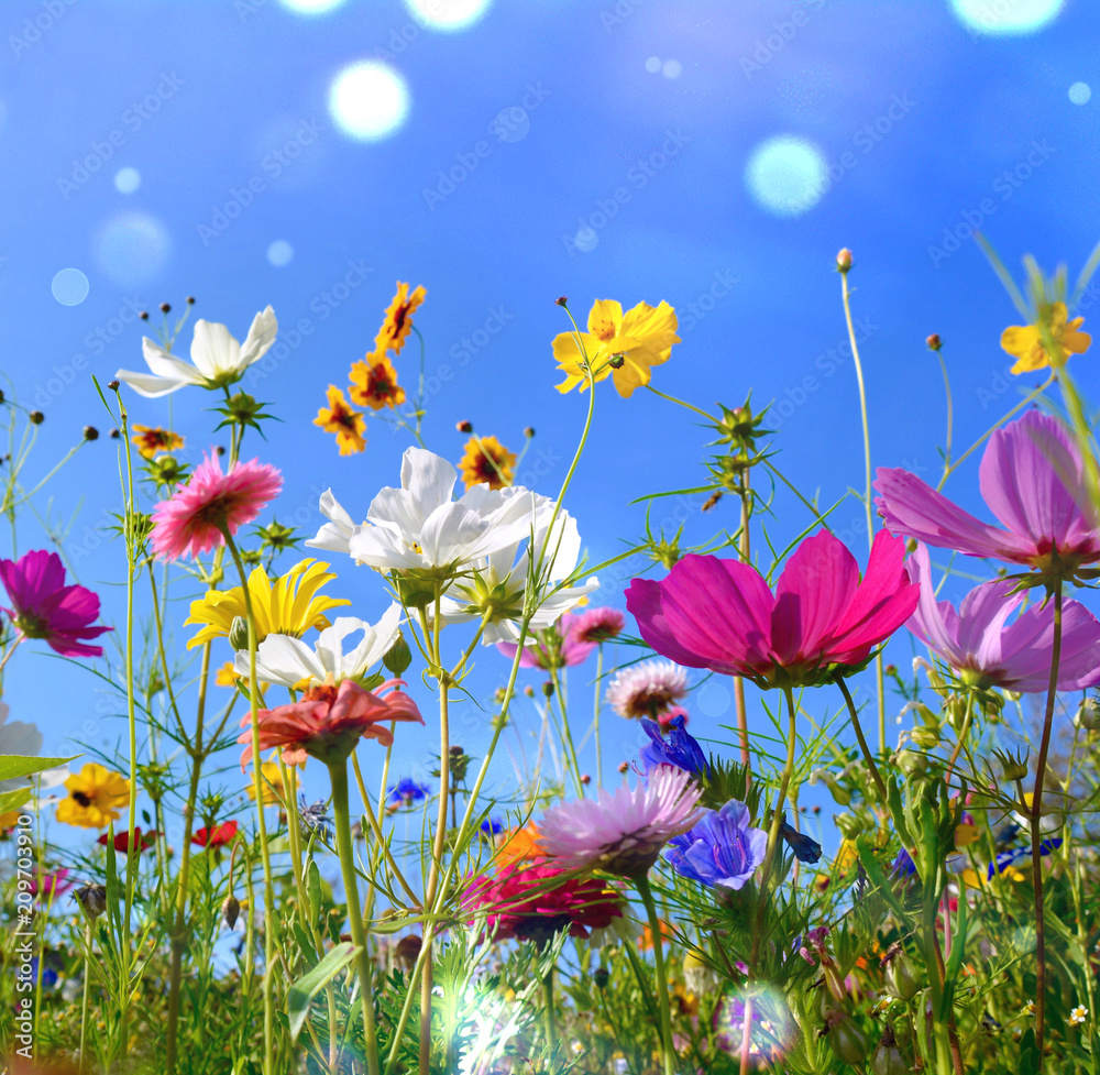 3sommerbilde