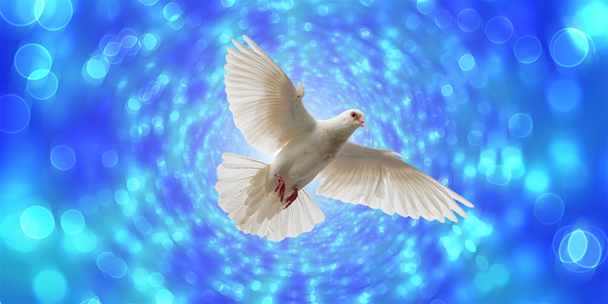 geralt-dove-4241708