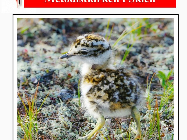 Menighetsblad Skien